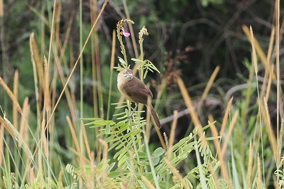 Moustached Grass-Warbler - ML642845135