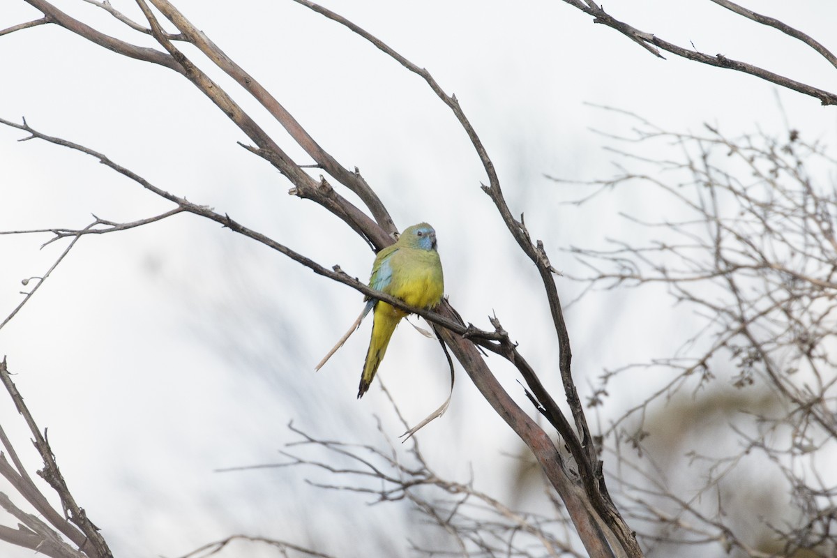 Scarlet-chested Parrot - ML642845136