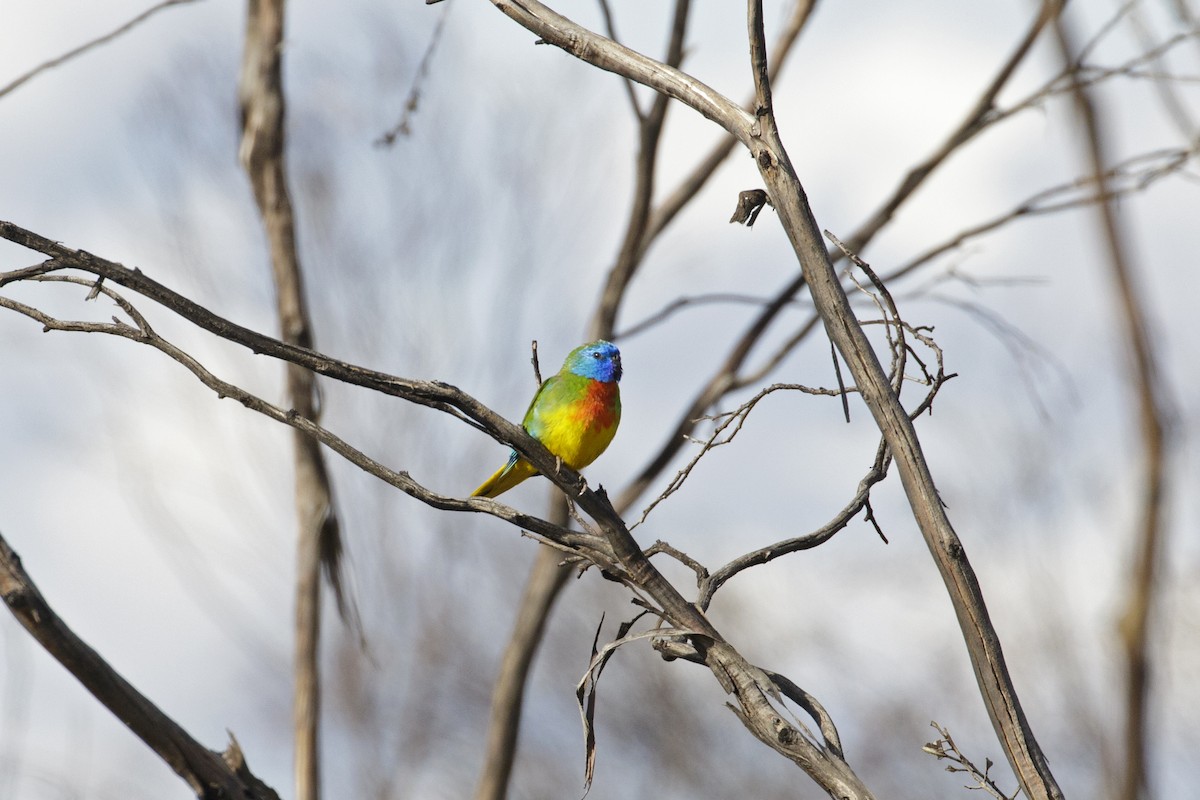 Scarlet-chested Parrot - ML642845137