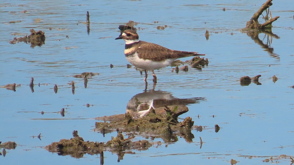 Killdeer - ML642845138