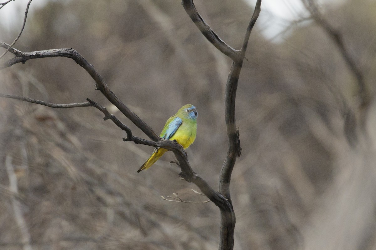 Scarlet-chested Parrot - ML642845139