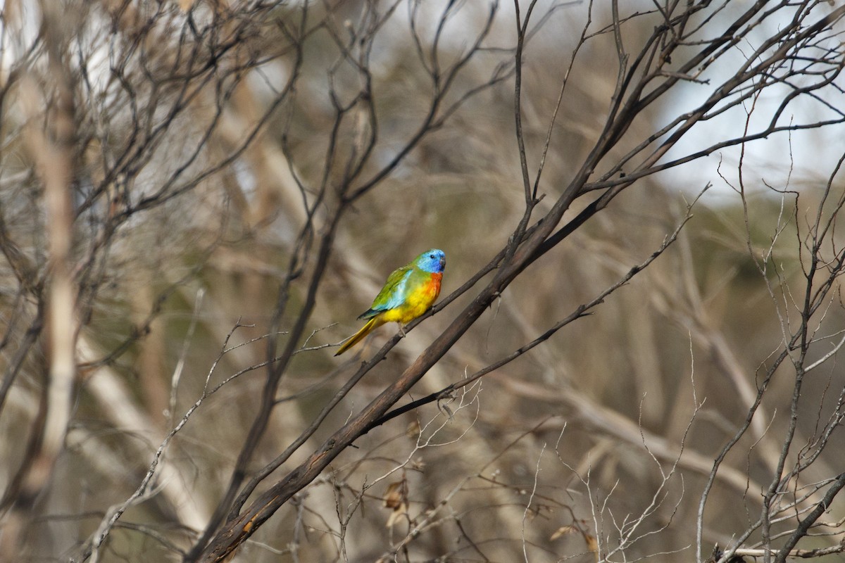 Scarlet-chested Parrot - ML642845140