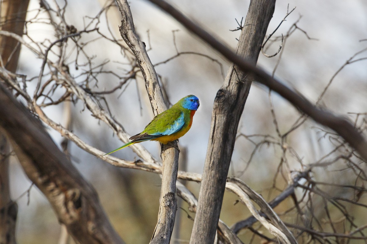 Scarlet-chested Parrot - ML642845141