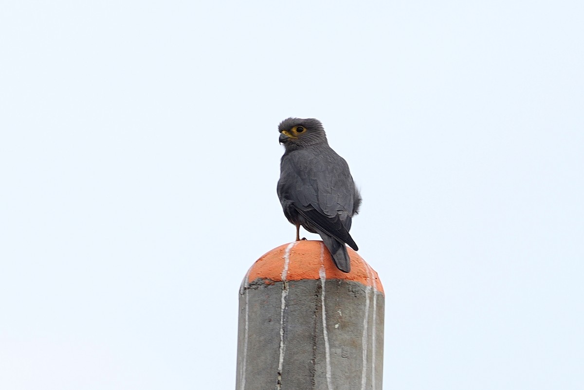 Gray Kestrel - ML642845150