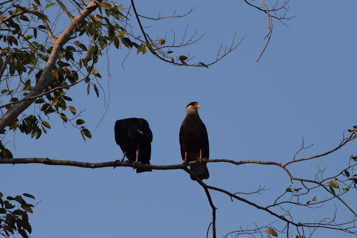 Crested Caracara - ML642845151