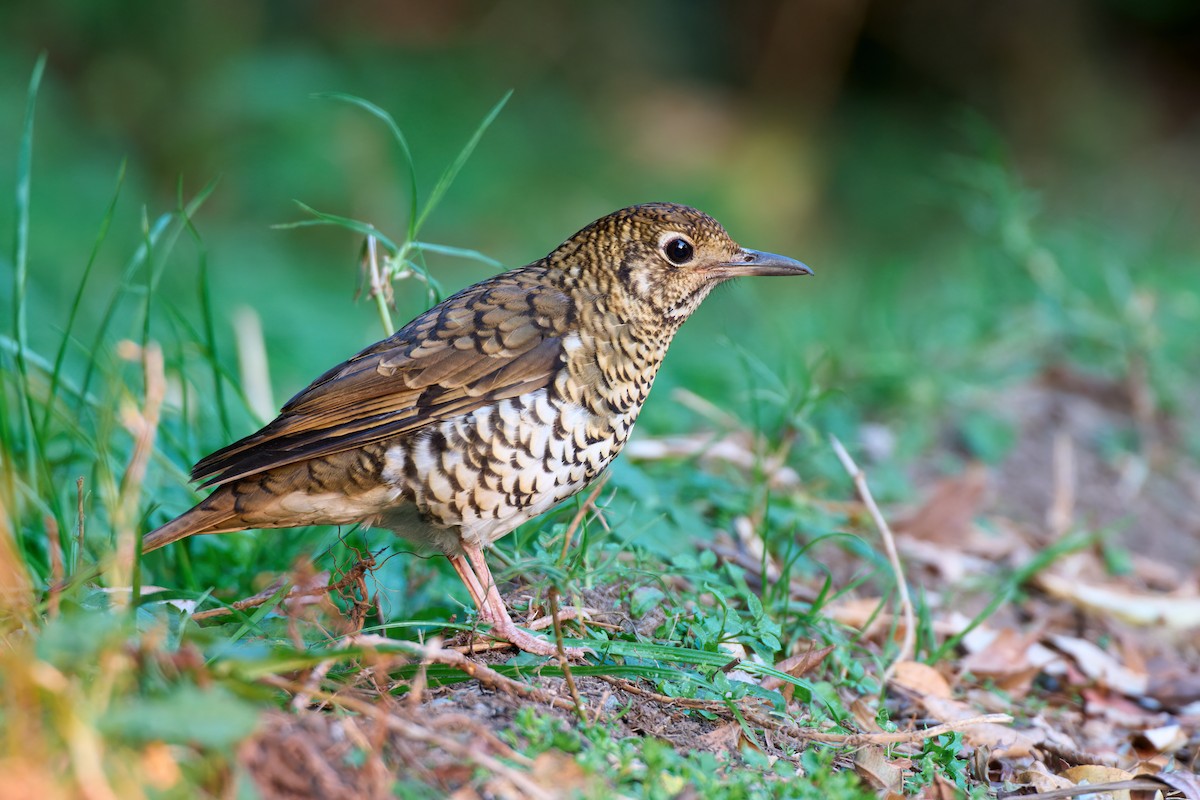 Bassian Thrush - ML642845155
