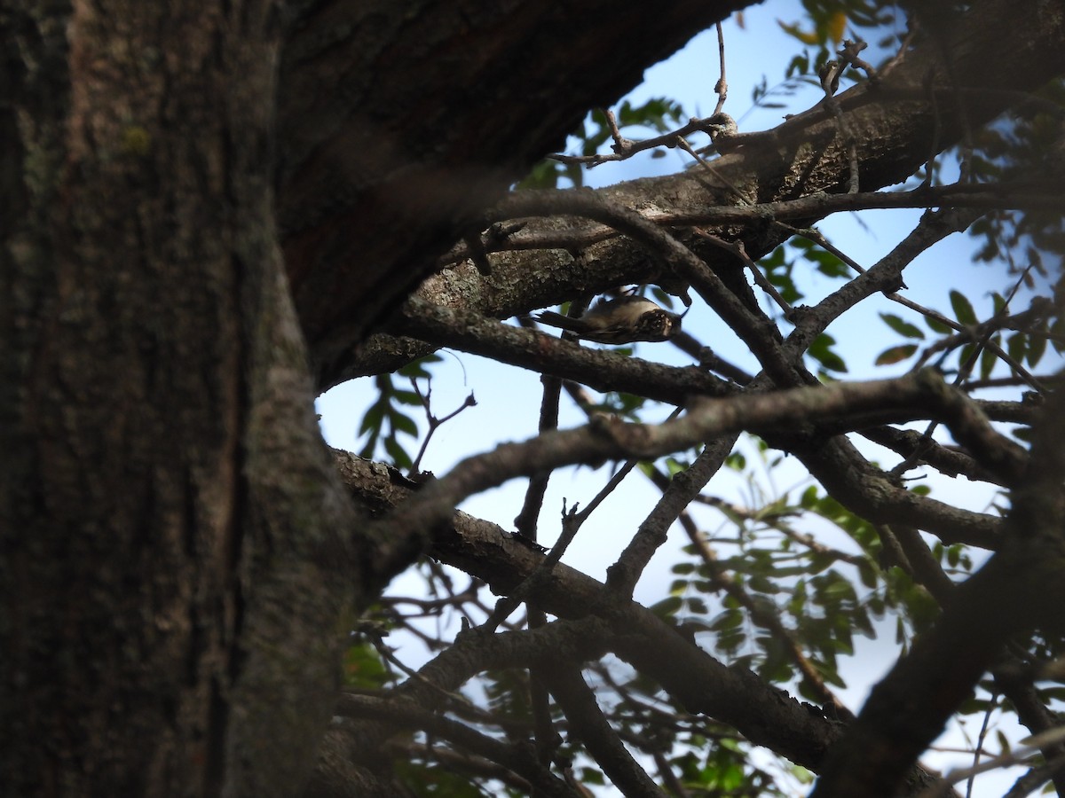 Brown Creeper - ML642845157