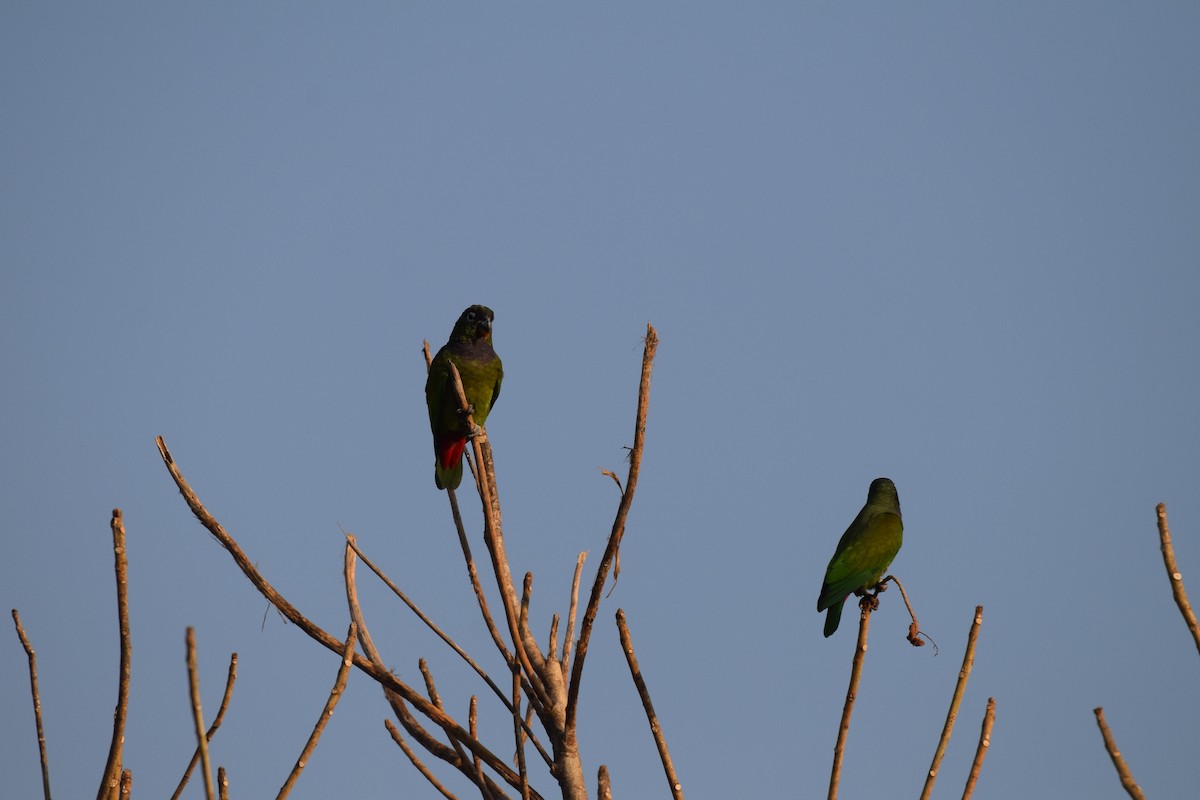Scaly-headed Parrot - ML642845159