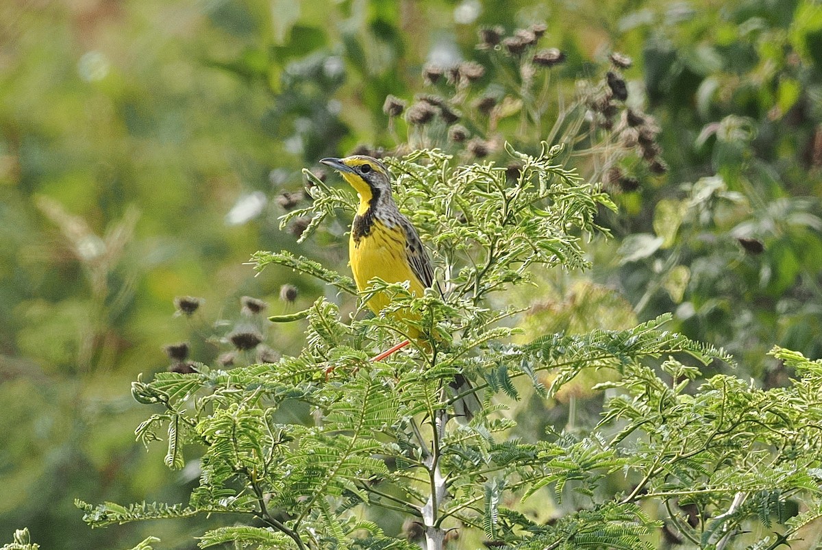 Yellow-throated Longclaw - ML642845165