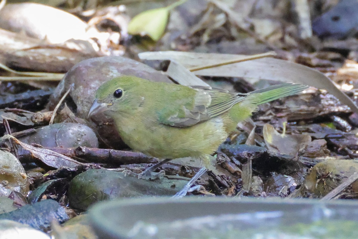 Painted Bunting - ML642845166