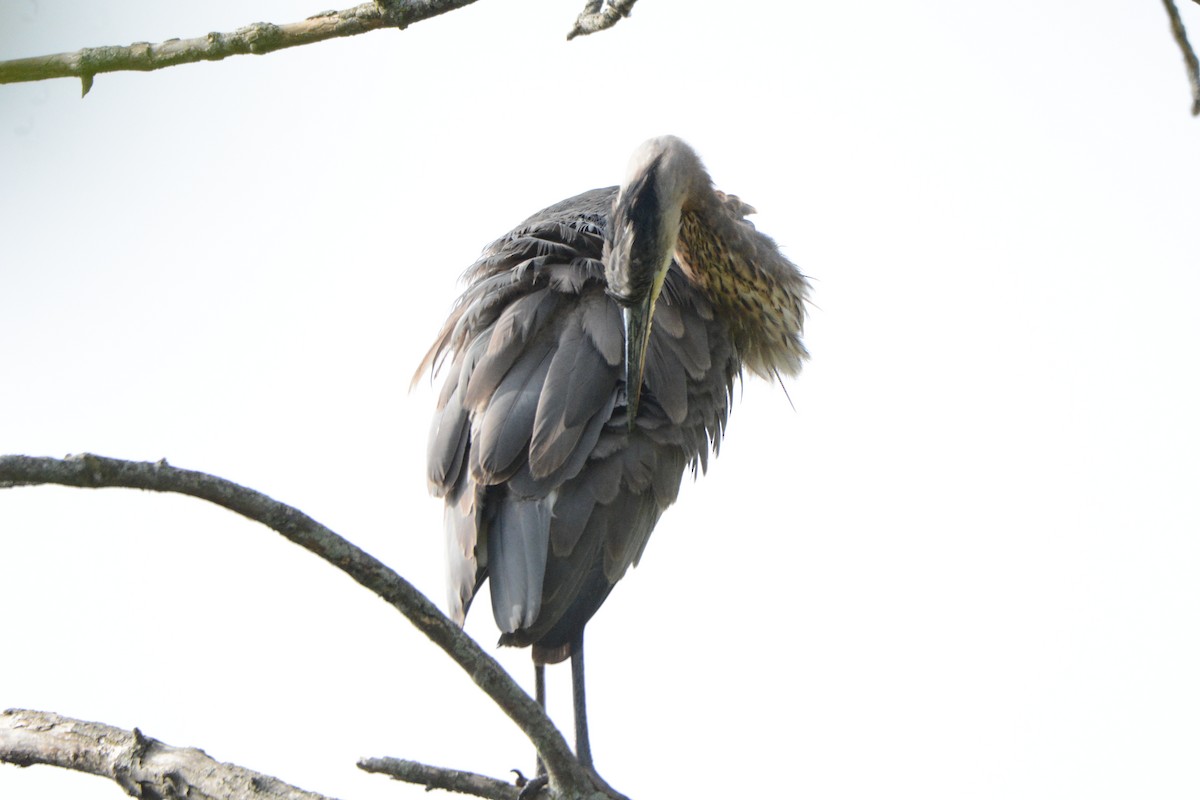 Great Blue Heron - ML642845179