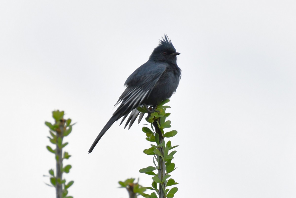 Phainopepla - ML642845180