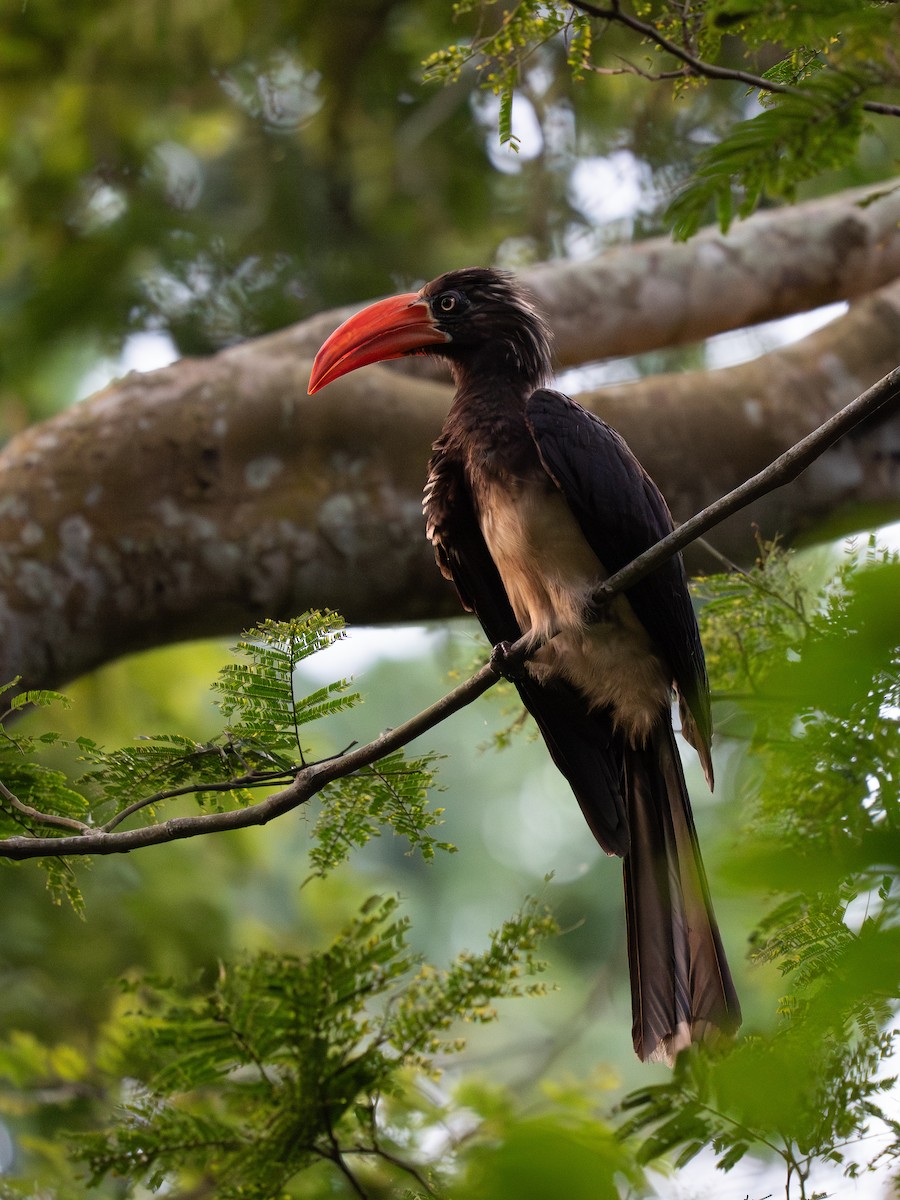 Crowned Hornbill - ML642845190