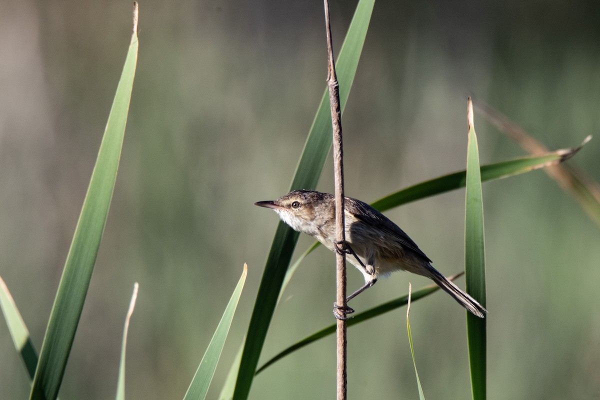 Australian Reed Warbler - ML642845191