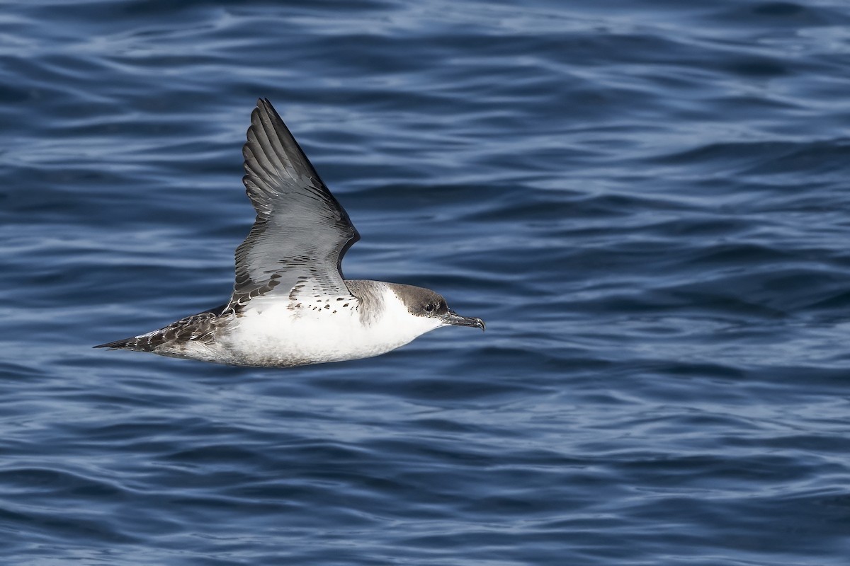 Great Shearwater - ML642845193