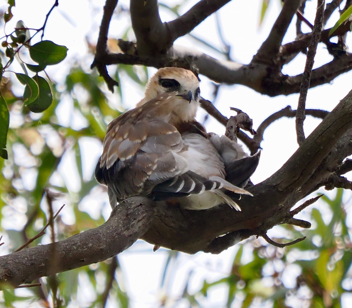 Black-shouldered Kite - ML642845194