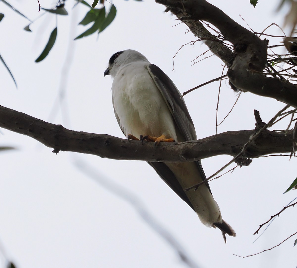 Black-shouldered Kite - ML642845195