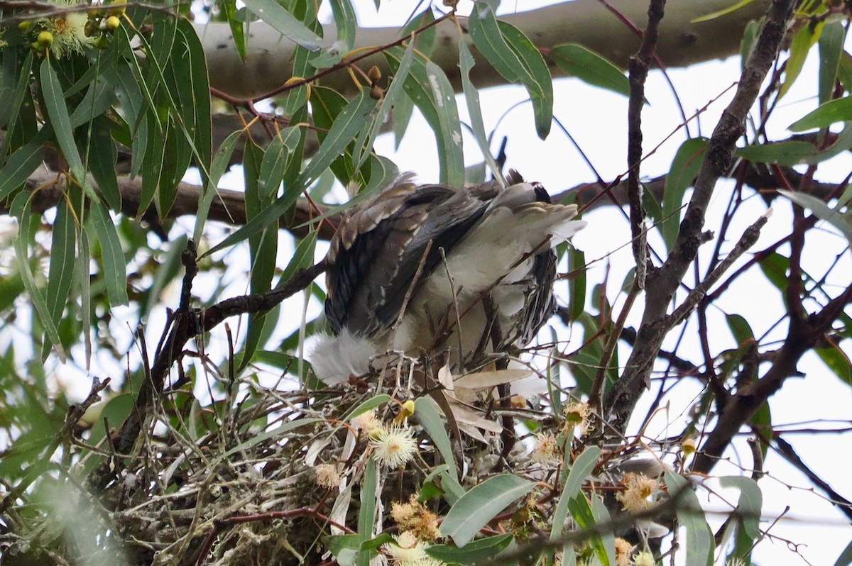 Black-shouldered Kite - ML642845196