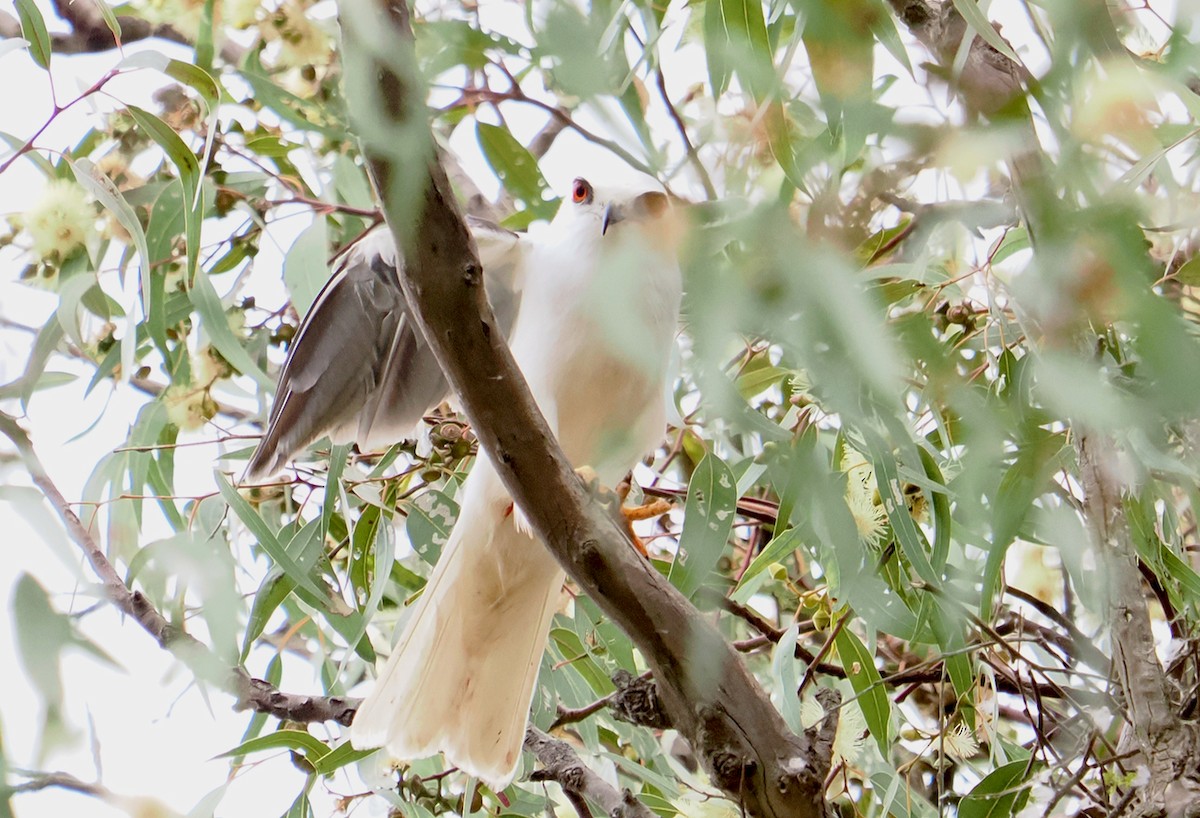 Black-shouldered Kite - ML642845197