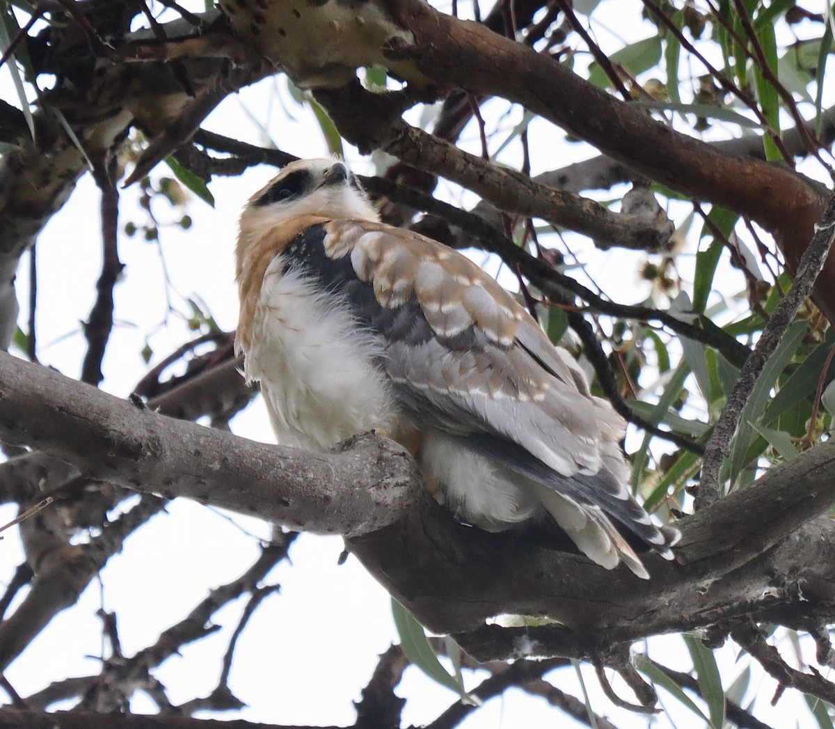 Black-shouldered Kite - ML642845198