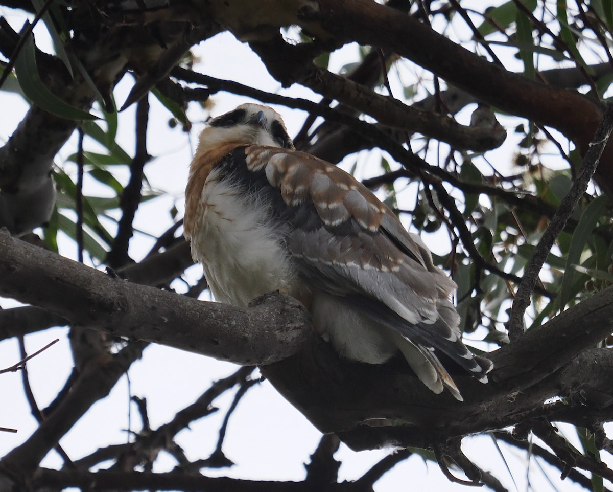 Black-shouldered Kite - ML642845199
