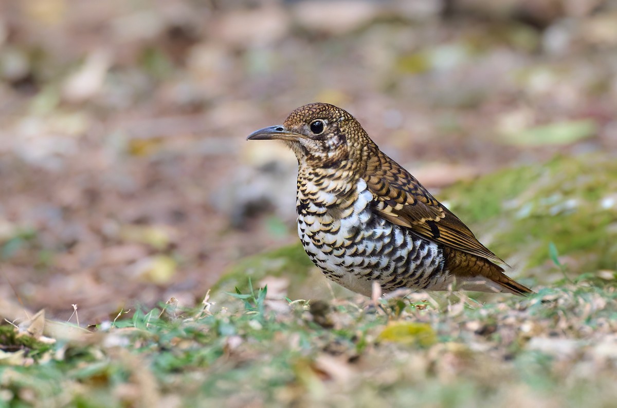 Russet-tailed Thrush - ML642845202
