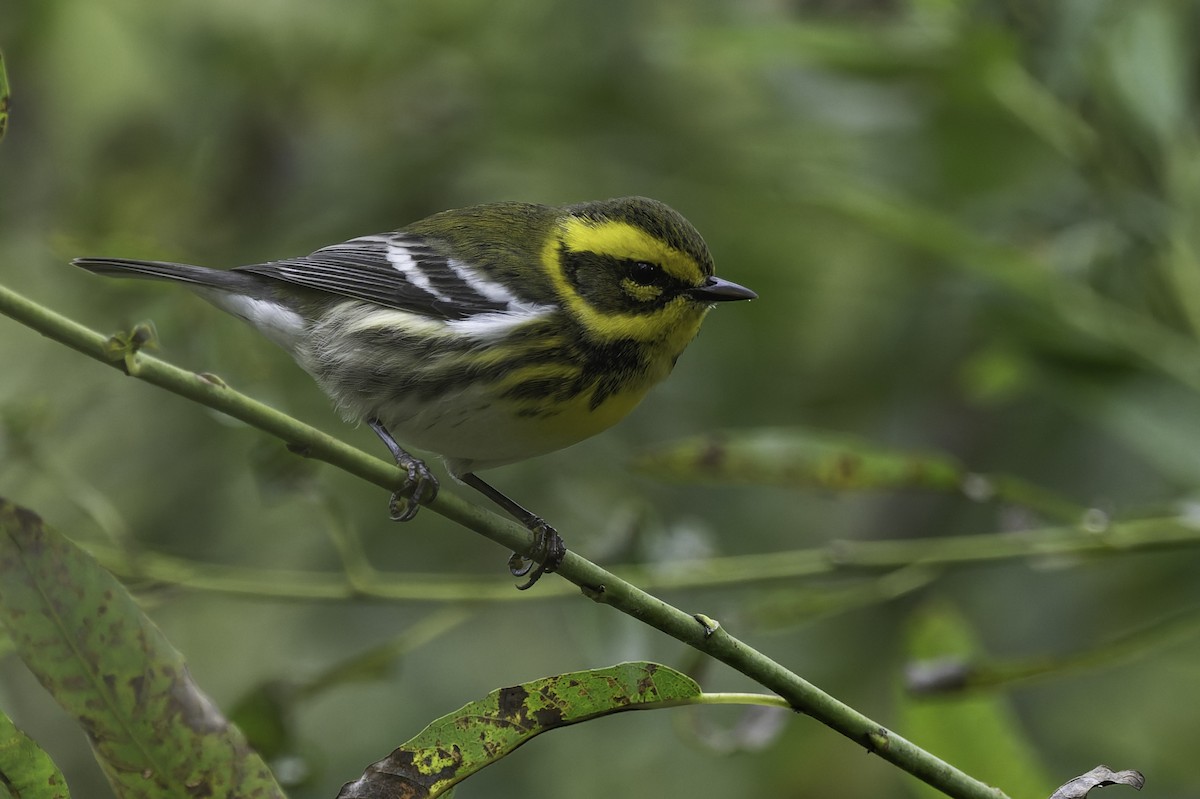 Townsend's Warbler - ML642845203