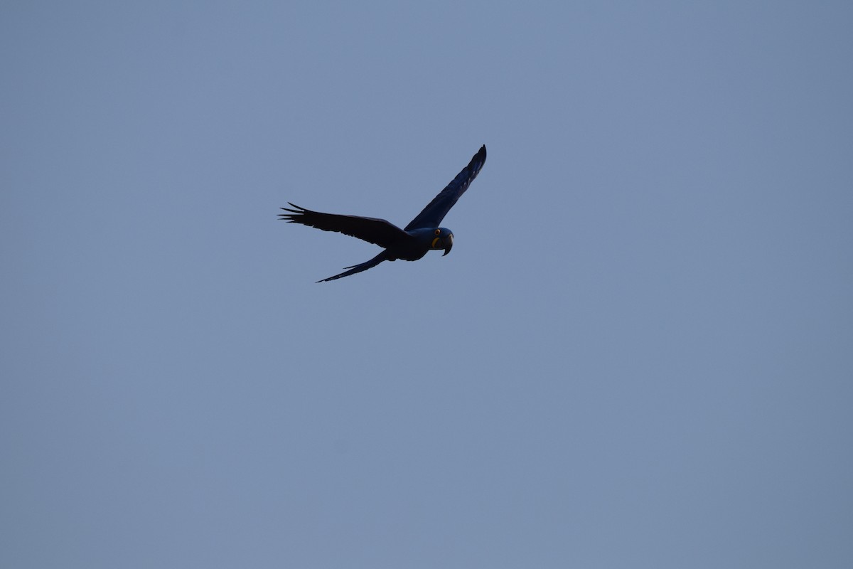 Guacamayo Jacinto - ML642845204