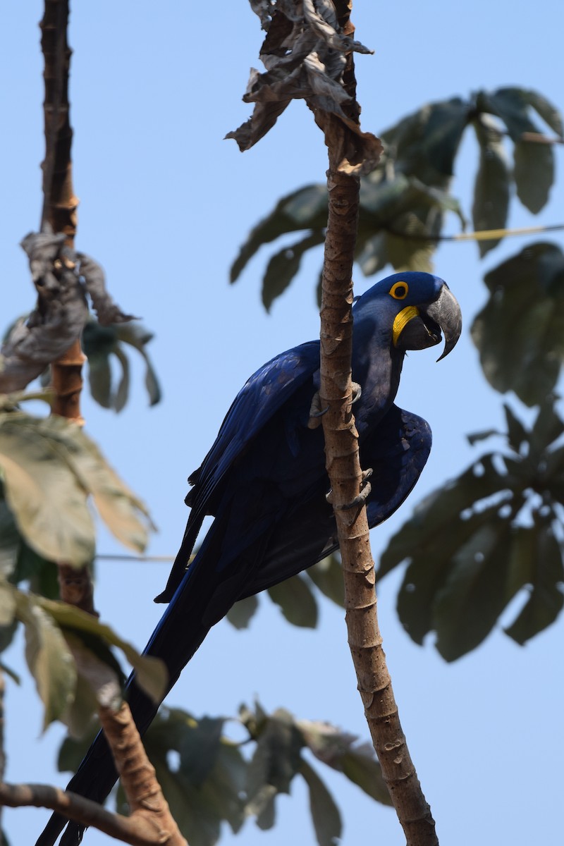 Guacamayo Jacinto - ML642845205