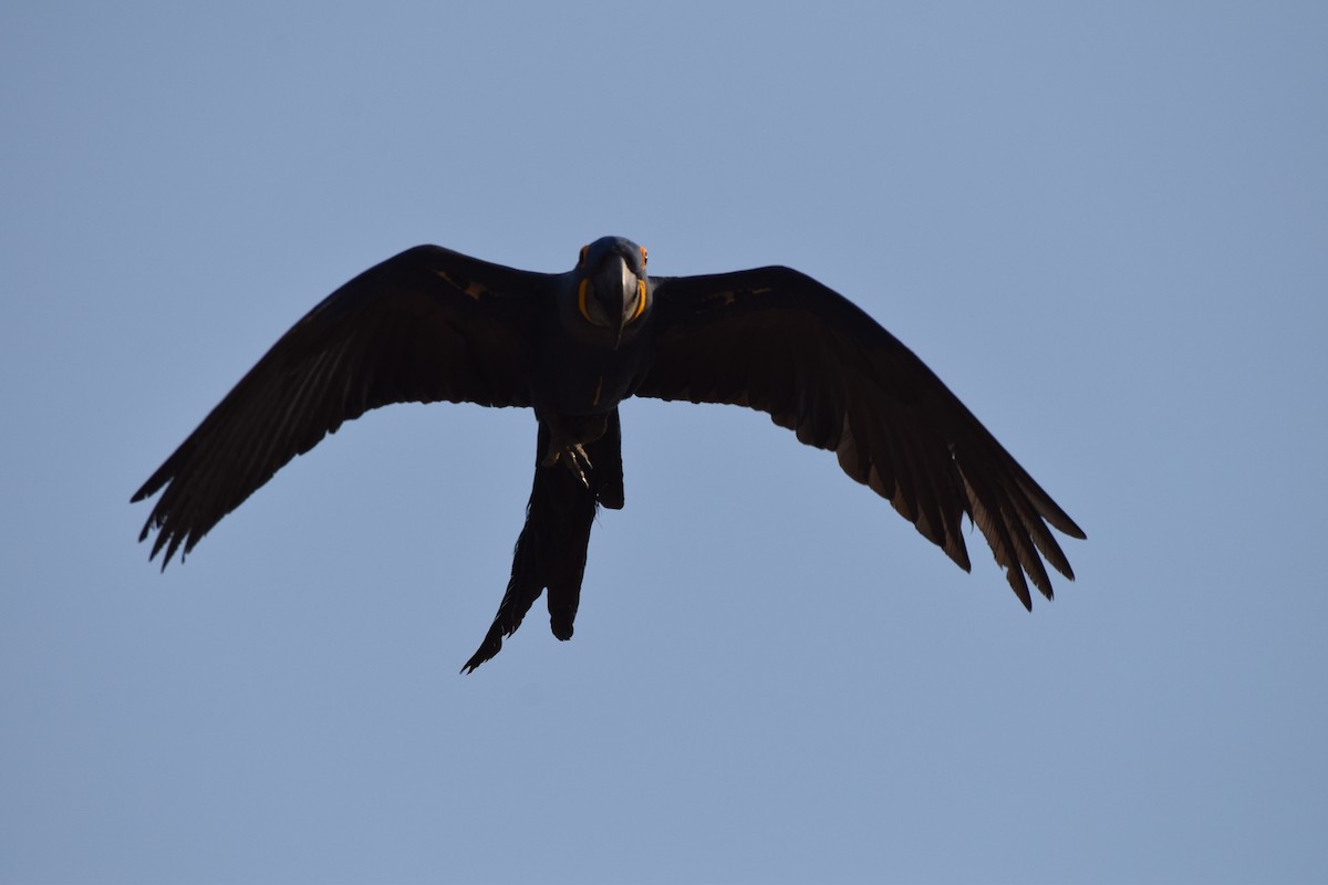 Guacamayo Jacinto - ML642845206