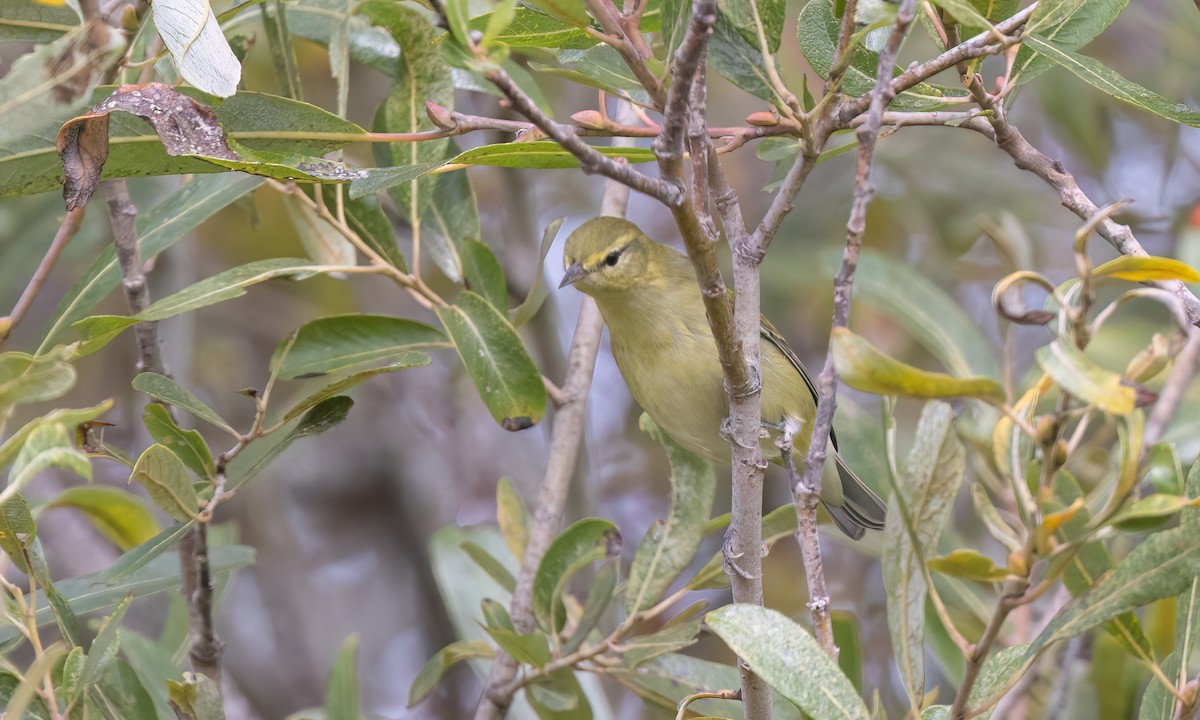 Tennessee Warbler - ML642845222