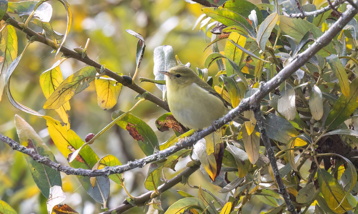 Tennessee Warbler - ML642845223