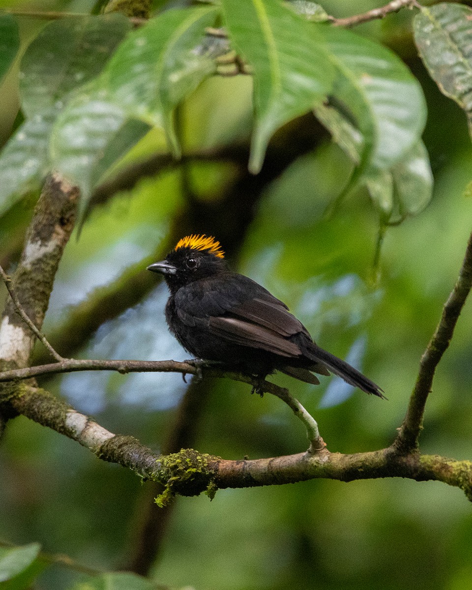 Tawny-crested Tanager - ML642845233