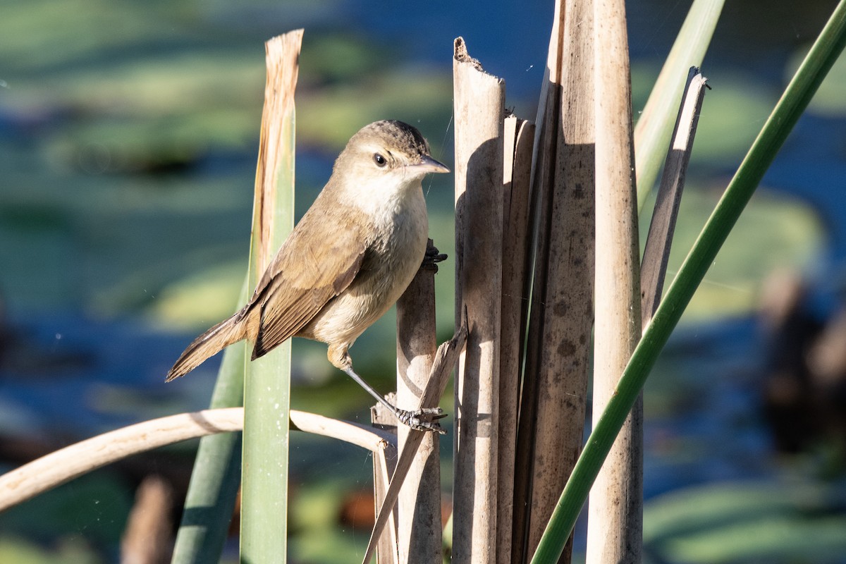 Australian Reed Warbler - ML642845234
