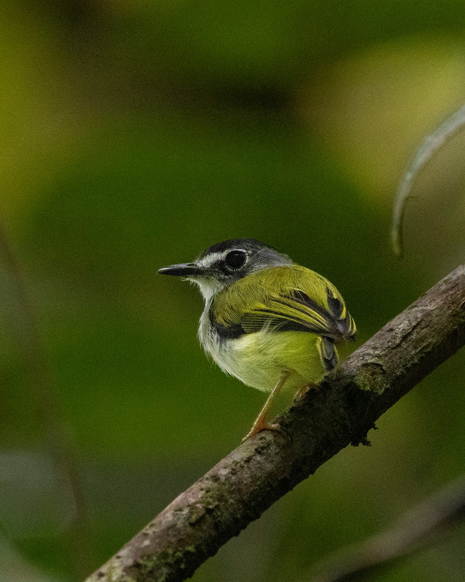 Black-capped Pygmy-Tyrant - ML642845235
