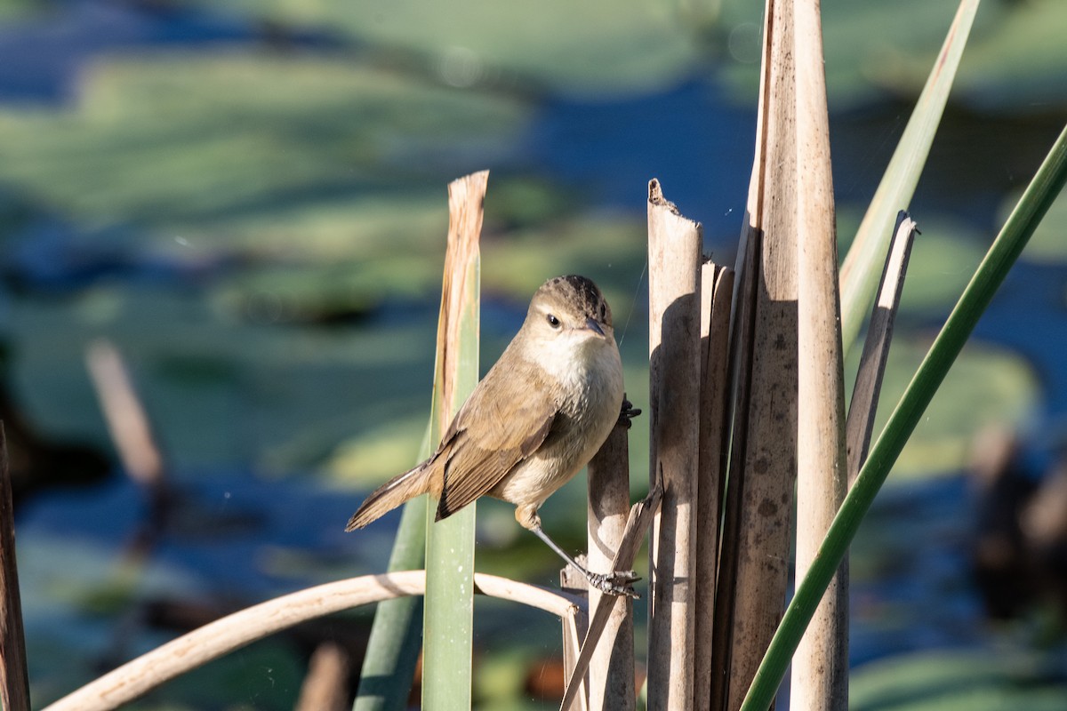 Australian Reed Warbler - ML642845238