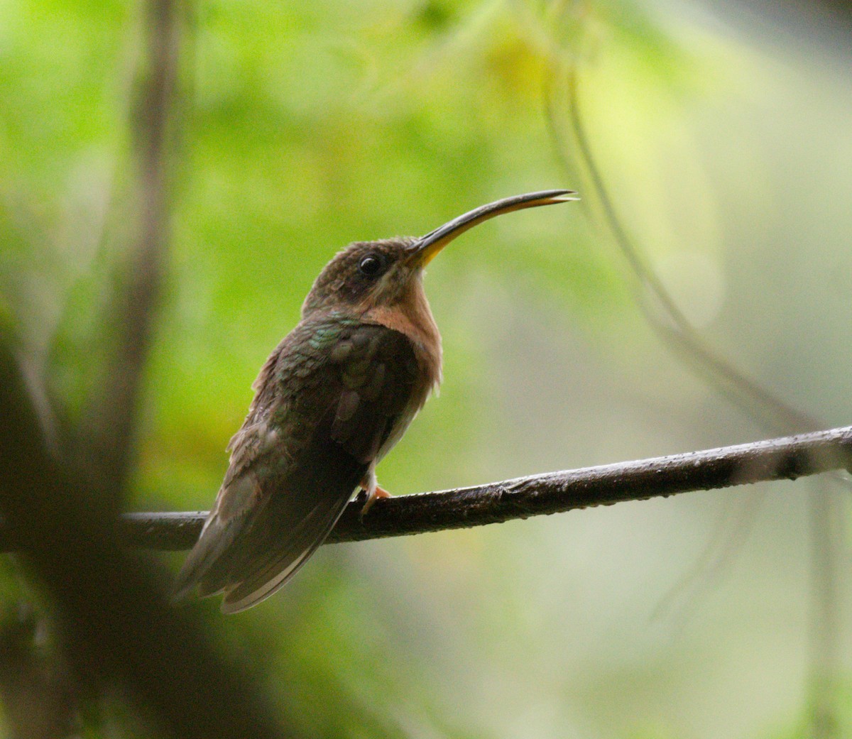 Rufous-breasted Hermit - ML642845242
