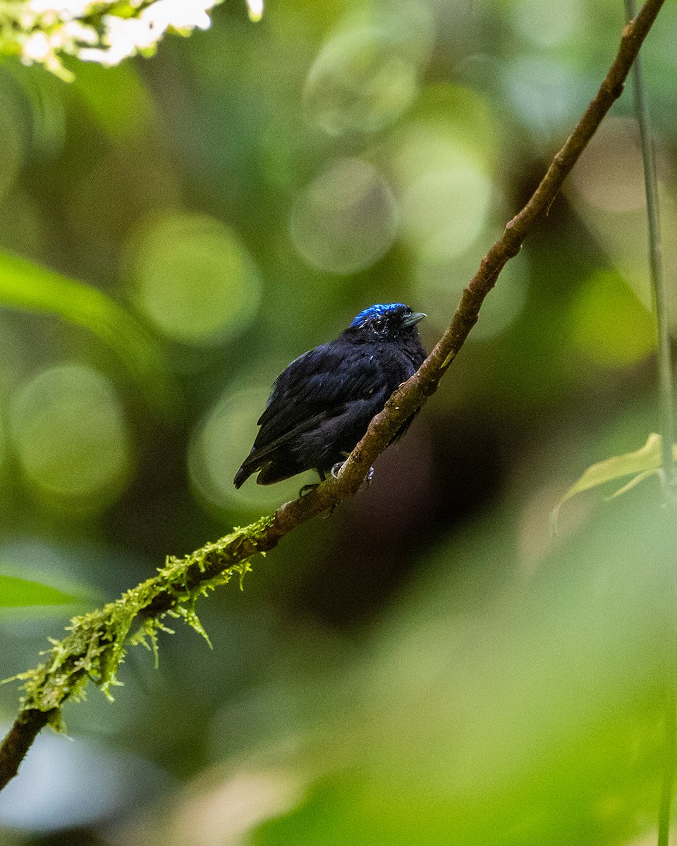 Velvety Manakin - ML642845244