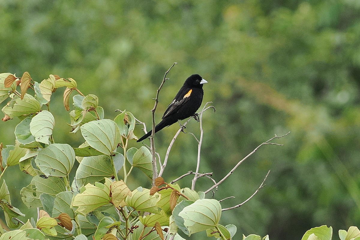 Marsh Widowbird - ML642845249