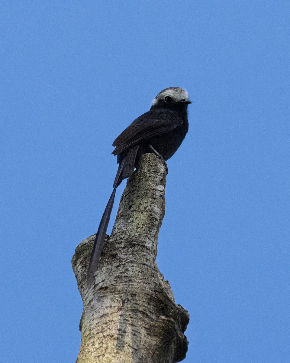 Long-tailed Tyrant - ML642845253