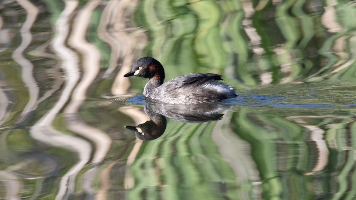Australasian Grebe - ML642845254