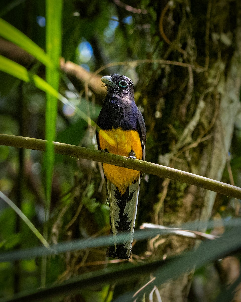 White-tailed Trogon - ML642845259