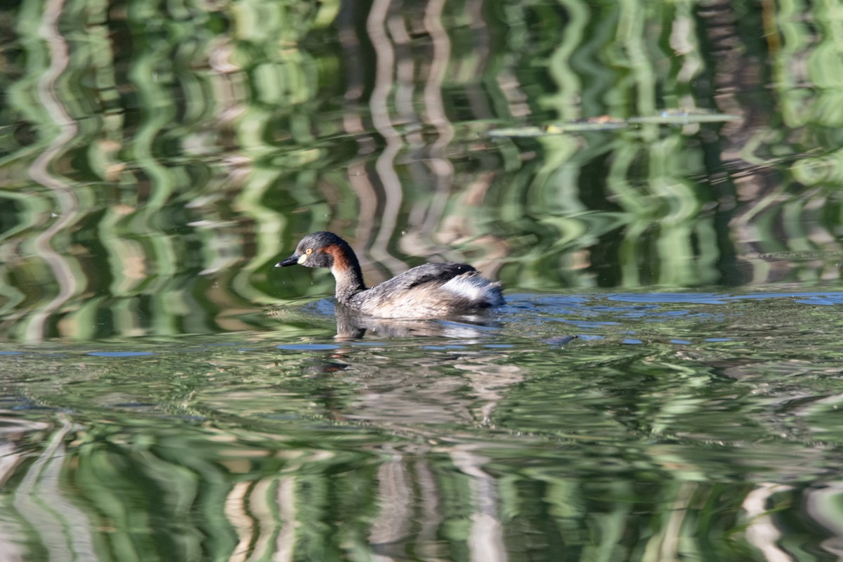 Australasian Grebe - ML642845261