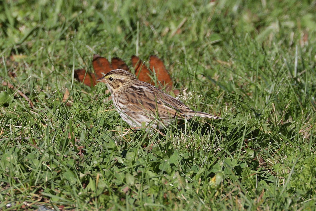 Savannah Sparrow - ML642845262