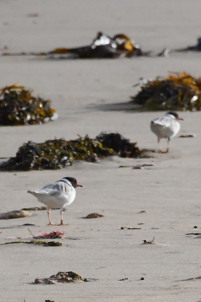 Hooded Plover - ML642845263