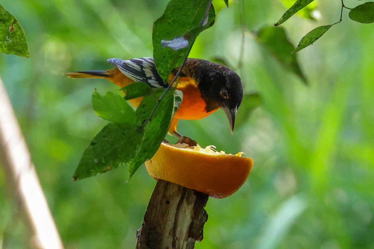 Baltimore Oriole - ML642845264