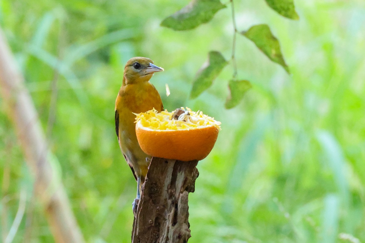 Baltimore Oriole - ML642845265