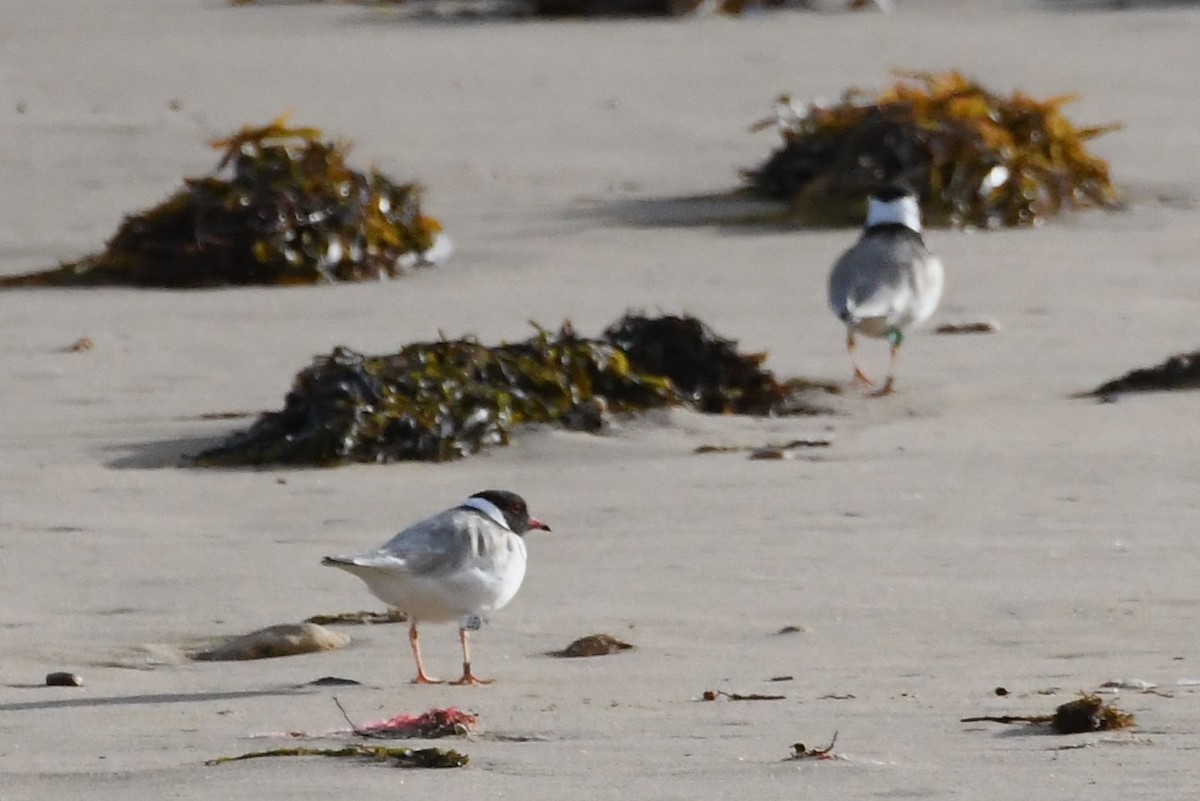 Hooded Plover - ML642845268