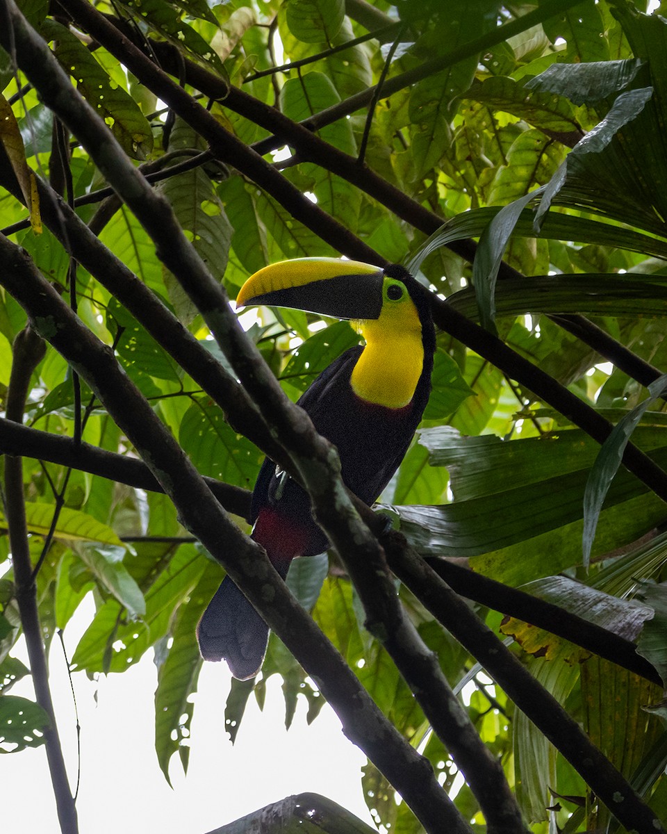 Choco Toucan - ML642845269