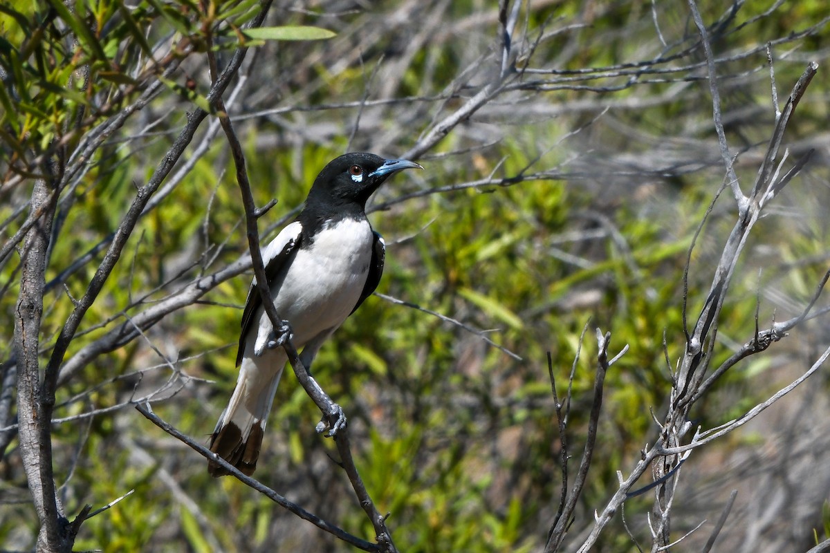 Pied Honeyeater - ML642845270